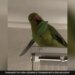 Funny Video Of Parrot Is Going Viral On Social Media Netizens Are Giving Funny Reaction
