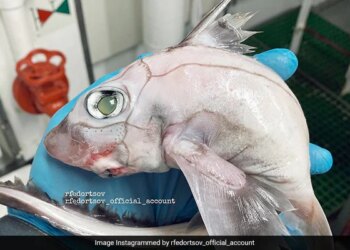 Picture Of Horrified Translucent White Fish Went Viral On Social Media | Social Media Users Horrified After Man Posts Picture Of Deep Sea Fish