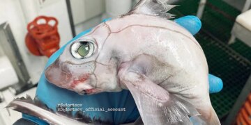 Picture Of Horrified Translucent White Fish Went Viral On Social Media | Social Media Users Horrified After Man Posts Picture Of Deep Sea Fish