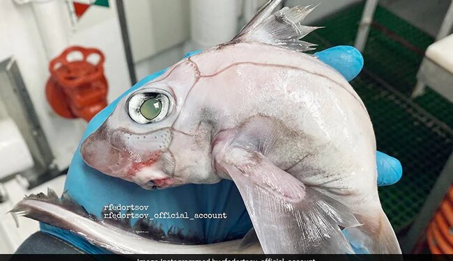 Picture Of Horrified Translucent White Fish Went Viral On Social Media | Social Media Users Horrified After Man Posts Picture Of Deep Sea Fish