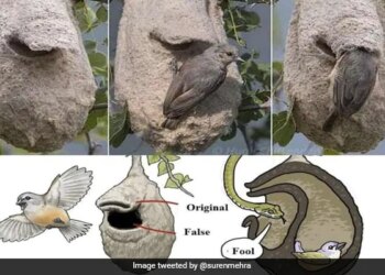 A Small Bird Weaves A Unique Nest To Deceive The Enemy, Cleverness Will Shake The Mind