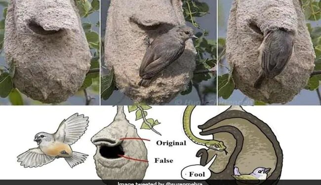 A Small Bird Weaves A Unique Nest To Deceive The Enemy, Cleverness Will Shake The Mind