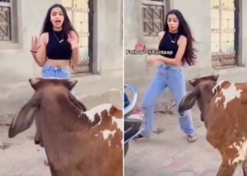 Watch: Girl Making Video In Front Of Bull Then What Happened See Funny Video – लड़की की ठुमकों से भड़क गया सांड, Video देखकर आप भी कहेंगे