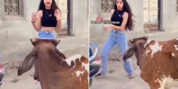 Watch: Girl Making Video In Front Of Bull Then What Happened See Funny Video – लड़की की ठुमकों से भड़क गया सांड, Video देखकर आप भी कहेंगे