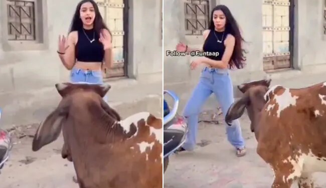 Watch: Girl Making Video In Front Of Bull Then What Happened See Funny Video – लड़की की ठुमकों से भड़क गया सांड, Video देखकर आप भी कहेंगे
