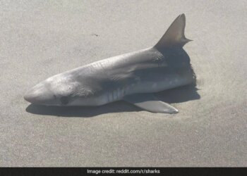 Half Sliced Shark Found On Beach Leaves Internet Shocked Said What Predator Attacked It – समुद्र के किनारे मिली आधी कटी हुई शार्क देखकर भड़के लोग, पूछा