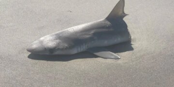 Half Sliced Shark Found On Beach Leaves Internet Shocked Said What Predator Attacked It – समुद्र के किनारे मिली आधी कटी हुई शार्क देखकर भड़के लोग, पूछा