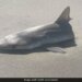 Half Sliced Shark Found On Beach Leaves Internet Shocked Said What Predator Attacked It – समुद्र के किनारे मिली आधी कटी हुई शार्क देखकर भड़के लोग, पूछा