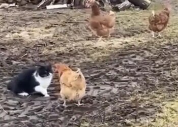 नहीं देखी होगी बिल्ली और मुर्गे की ऐसी लड़ाई, इस तरह चिकन की जोड़ी ने की बिल्ली की खटिया खड़ी
