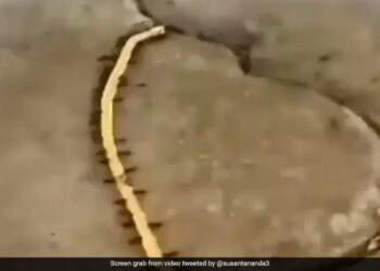 Ants Were Caught Stealing Gold Chain, The Officer Said – Under Which Section FIR Should Be Lodged? – सोने की चेन चोरी करती पकड़ी गईं चीटिंयां, अधिकारी ने कहा