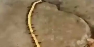 Ants Were Caught Stealing Gold Chain, The Officer Said – Under Which Section FIR Should Be Lodged? – सोने की चेन चोरी करती पकड़ी गईं चीटिंयां, अधिकारी ने कहा
