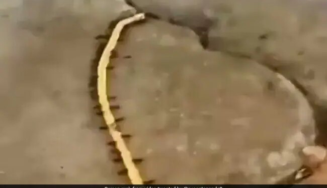 Ants Were Caught Stealing Gold Chain, The Officer Said – Under Which Section FIR Should Be Lodged? – सोने की चेन चोरी करती पकड़ी गईं चीटिंयां, अधिकारी ने कहा