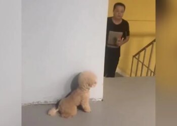 Puppy Did Such A Prank With His Owner, Seeing That You Will Burst Into Laughter, This Video Will Win Hearts