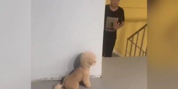Puppy Did Such A Prank With His Owner, Seeing That You Will Burst Into Laughter, This Video Will Win Hearts