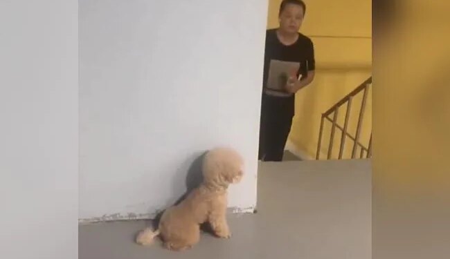 Puppy Did Such A Prank With His Owner, Seeing That You Will Burst Into Laughter, This Video Will Win Hearts