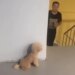 Puppy Did Such A Prank With His Owner, Seeing That You Will Burst Into Laughter, This Video Will Win Hearts
