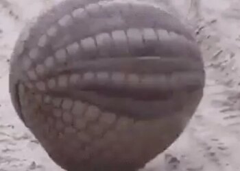 Shocking Video Of Armadillo Making Itself A Ball, Know More Details On This Video