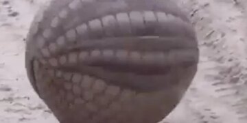 Shocking Video Of Armadillo Making Itself A Ball, Know More Details On This Video