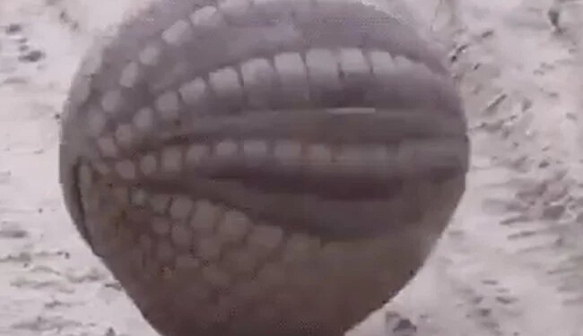 Shocking Video Of Armadillo Making Itself A Ball, Know More Details On This Video
