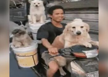 एक साथ छह कुत्तों को बाइक पर घूमाता दिखा शख्स, वीडियो देख चौंक गए लोग