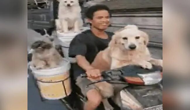 एक साथ छह कुत्तों को बाइक पर घूमाता दिखा शख्स, वीडियो देख चौंक गए लोग