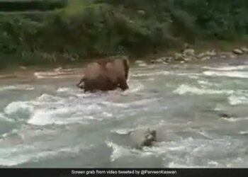 Mother Elephant Saving Calf From Drowning Internet Loves It See Viral Video – नदी में डूब रहा था हाथी का बच्चा, फिर बड़े हाथी ने किया कुछ ऐसा, बचा ली उसकी जान