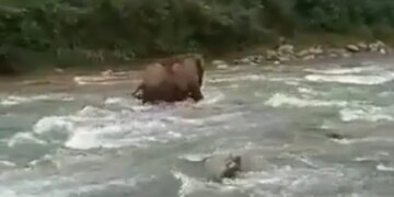 Mother Elephant Saving Calf From Drowning Internet Loves It See Viral Video – नदी में डूब रहा था हाथी का बच्चा, फिर बड़े हाथी ने किया कुछ ऐसा, बचा ली उसकी जान