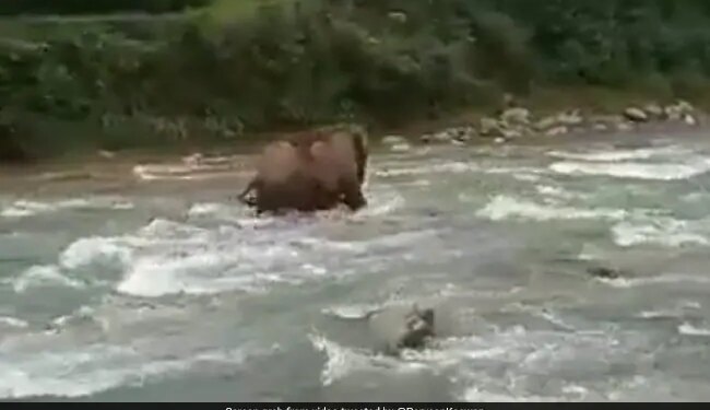 Mother Elephant Saving Calf From Drowning Internet Loves It See Viral Video – नदी में डूब रहा था हाथी का बच्चा, फिर बड़े हाथी ने किया कुछ ऐसा, बचा ली उसकी जान