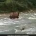 Mother Elephant Saving Calf From Drowning Internet Loves It See Viral Video – नदी में डूब रहा था हाथी का बच्चा, फिर बड़े हाथी ने किया कुछ ऐसा, बचा ली उसकी जान
