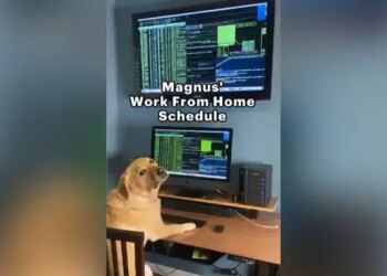 A Dog Doing Work From Home Video Goes Viral On Social Media | Dog Has A Work From Home Schedule See Netizens Reaction