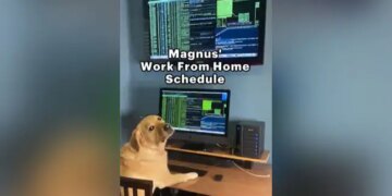 A Dog Doing Work From Home Video Goes Viral On Social Media | Dog Has A Work From Home Schedule See Netizens Reaction