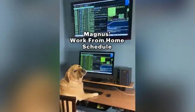 A Dog Doing Work From Home Video Goes Viral On Social Media | Dog Has A Work From Home Schedule See Netizens Reaction