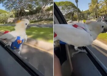 White Parrot Enjoying In Hrithik Roshans Style Sits On The Car Window | Parrot Enjoys Car Ride Sitting On The Open Car Window
