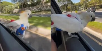White Parrot Enjoying In Hrithik Roshans Style Sits On The Car Window | Parrot Enjoys Car Ride Sitting On The Open Car Window