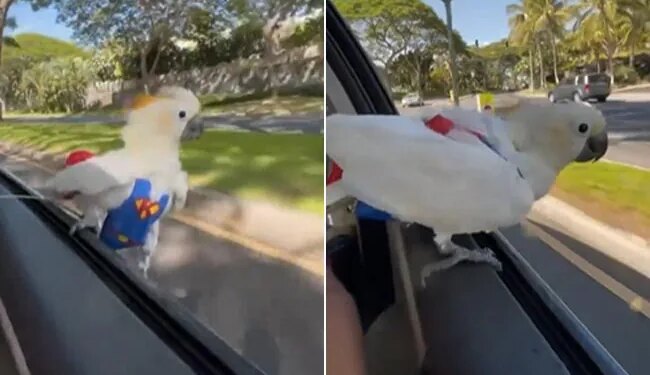 White Parrot Enjoying In Hrithik Roshans Style Sits On The Car Window | Parrot Enjoys Car Ride Sitting On The Open Car Window