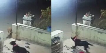 The Dog Was Guarding The House, The Leopard Came Secretly And Took It With Him, The Video Went Viral
