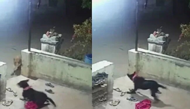 The Dog Was Guarding The House, The Leopard Came Secretly And Took It With Him, The Video Went Viral