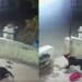 The Dog Was Guarding The House, The Leopard Came Secretly And Took It With Him, The Video Went Viral