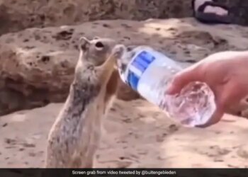 Woman Offers Water To Thirsty Squirrel Internet Overwhelmed See Cute Viral Video – प्यास से छटपटा रही थी गिलहरी, महिला ने बोतल से पिलाया पानी, तो गट-गट करके लगी पीने