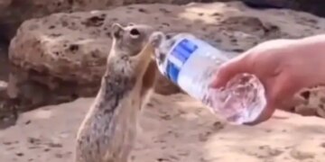 Woman Offers Water To Thirsty Squirrel Internet Overwhelmed See Cute Viral Video – प्यास से छटपटा रही थी गिलहरी, महिला ने बोतल से पिलाया पानी, तो गट-गट करके लगी पीने