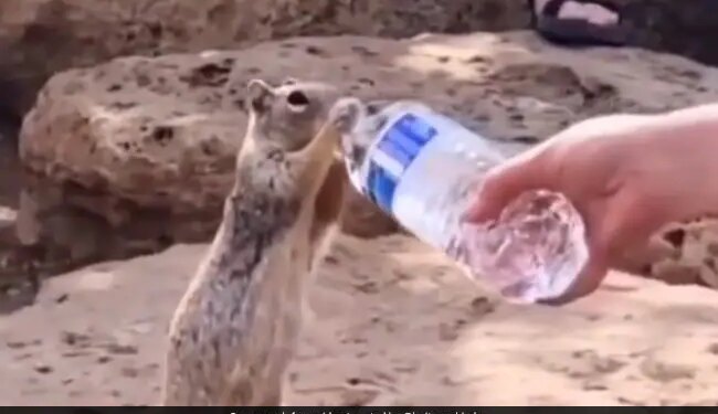 Woman Offers Water To Thirsty Squirrel Internet Overwhelmed See Cute Viral Video – प्यास से छटपटा रही थी गिलहरी, महिला ने बोतल से पिलाया पानी, तो गट-गट करके लगी पीने