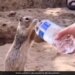 Woman Offers Water To Thirsty Squirrel Internet Overwhelmed See Cute Viral Video – प्यास से छटपटा रही थी गिलहरी, महिला ने बोतल से पिलाया पानी, तो गट-गट करके लगी पीने