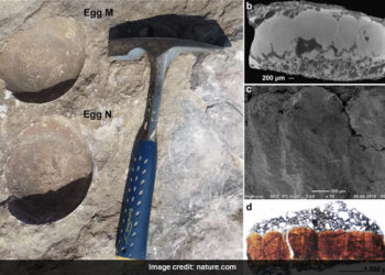 OMG: Researcher Of Delhi University Found Rare Egg Of Dinosaur, Discovered For The First Time In Fossil History