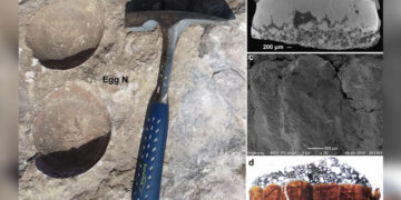 OMG: Researcher Of Delhi University Found Rare Egg Of Dinosaur, Discovered For The First Time In Fossil History