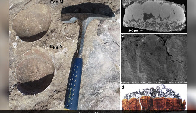 OMG: Researcher Of Delhi University Found Rare Egg Of Dinosaur, Discovered For The First Time In Fossil History