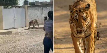 A Bengal Tiger Causally Seen Wandering Around Residential Neighbourhood In Mexico Video Goes Viral On Social Media