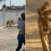 A Bengal Tiger Causally Seen Wandering Around Residential Neighbourhood In Mexico Video Goes Viral On Social Media