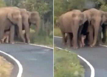 Viral Video Shows Z Plus Security Newborn Elephant Seen Walking In Tight Security Of A Herd Of Elephants – नन्हे हाथी को यूं घेर कर चल रहा था हाथियों का झुंड, नेटिजन्स ने कहा