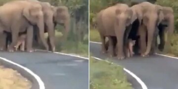 Viral Video Shows Z Plus Security Newborn Elephant Seen Walking In Tight Security Of A Herd Of Elephants – नन्हे हाथी को यूं घेर कर चल रहा था हाथियों का झुंड, नेटिजन्स ने कहा