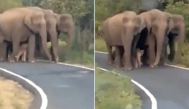 Viral Video Shows Z Plus Security Newborn Elephant Seen Walking In Tight Security Of A Herd Of Elephants – नन्हे हाथी को यूं घेर कर चल रहा था हाथियों का झुंड, नेटिजन्स ने कहा